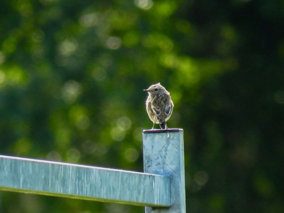 gezien op de Es bij Schipborg